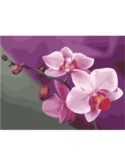 Картина по номерам Розовые орхидеи [КНО1081]