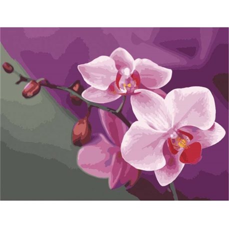 Розовые орхидеи [КНО1081]