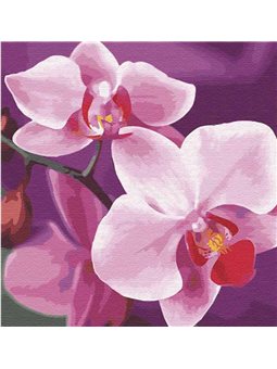 Картини за номерами "Чарівна орхідея" Ідейка (КНО3105)